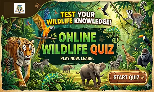 Quiz Image
